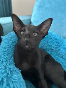 Ориентальные котята