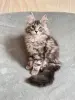Котята Мейн-Кун