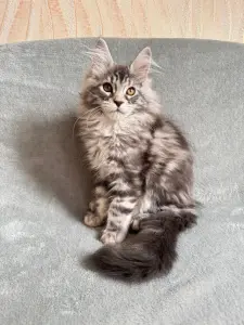 Котята Мейн-Кун