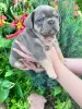 Французский бульдог