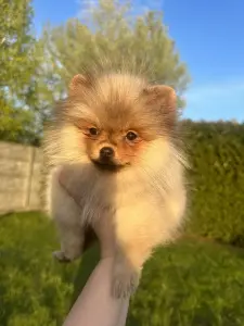 Щенки померанского шпица