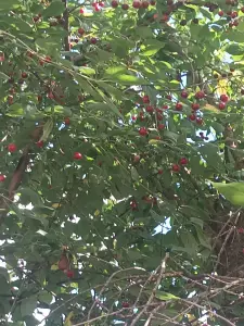 Вишня