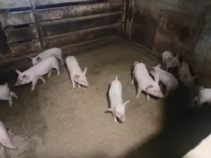 Поросята