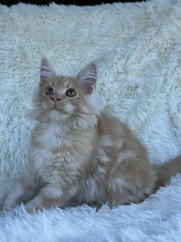 Мейн-Кун котята