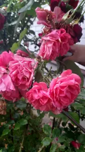 Розы флорибунда