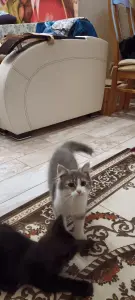 Котенок