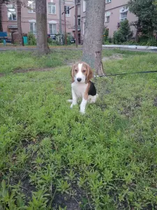 Щенки бигль