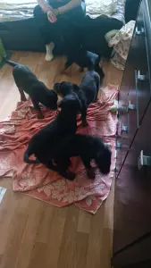 Щенки Ротвейлеров
