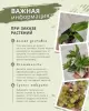 КАЛАНХОЭ