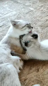 Котята