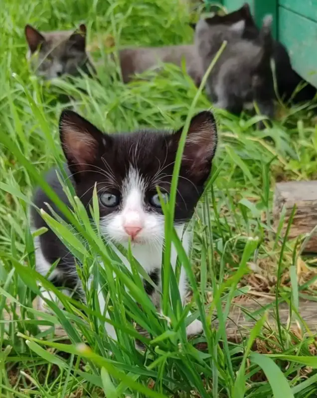 Котята