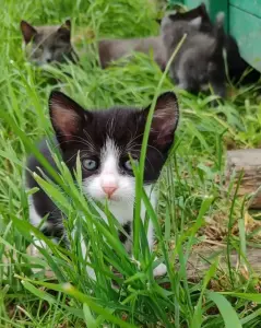 Котята