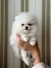 Померанский шпиц