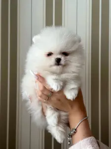 Померанский шпиц