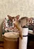 Абиссинский котёнок