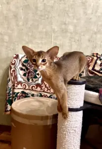 Абиссинский котёнок