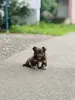 Щенок чихуахуа