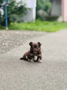 Щенок чихуахуа