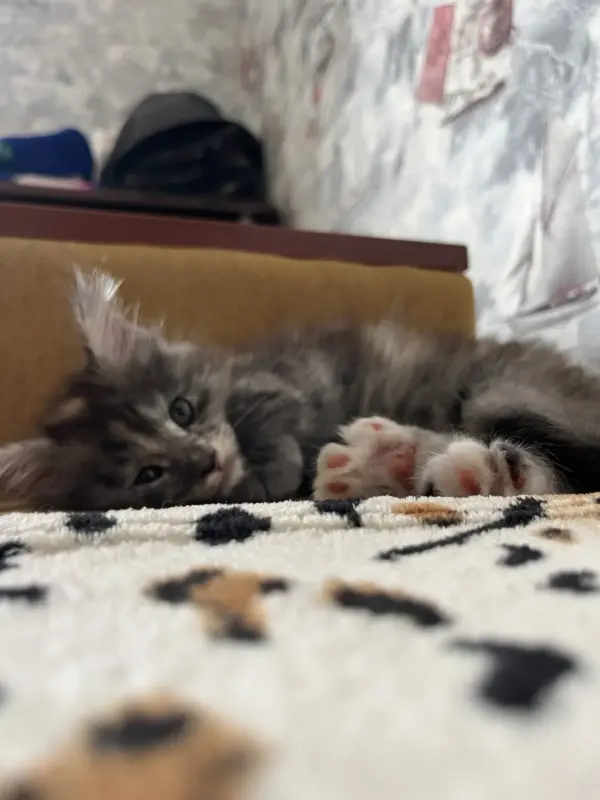 Котята Мейн-Кун