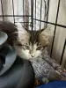 Котенок