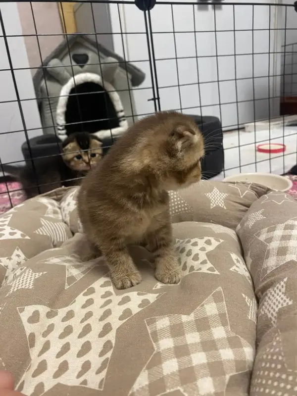 Шотландские котята