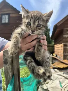отдаем 5 котят