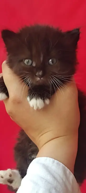 Миленькая кошечка ищет ДОМ