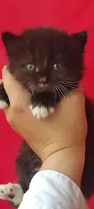 Миленькая кошечка ищет ДОМ