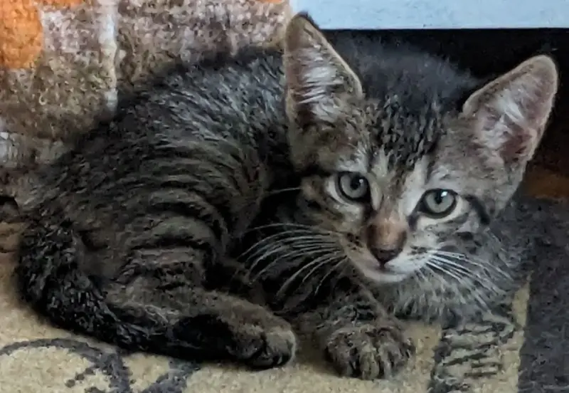 котята