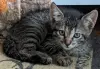 котята