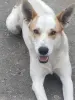 Собака в дар