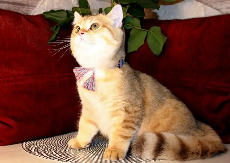 Британский котёнок