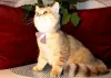 Британский котёнок