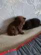 Наталья Кушнерова