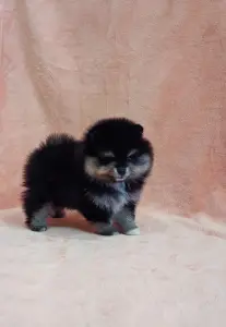 Девочка померанский шпиц.