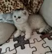 Карина