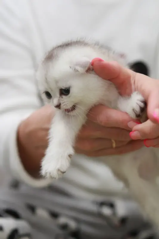 Котята шотландские вислоухие