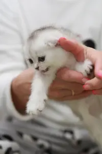 Котята шотландские вислоухие