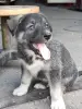Щенки