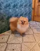 Шпиц шикарный мишка.