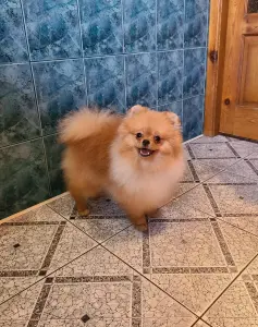 Шпиц шикарный мишка.