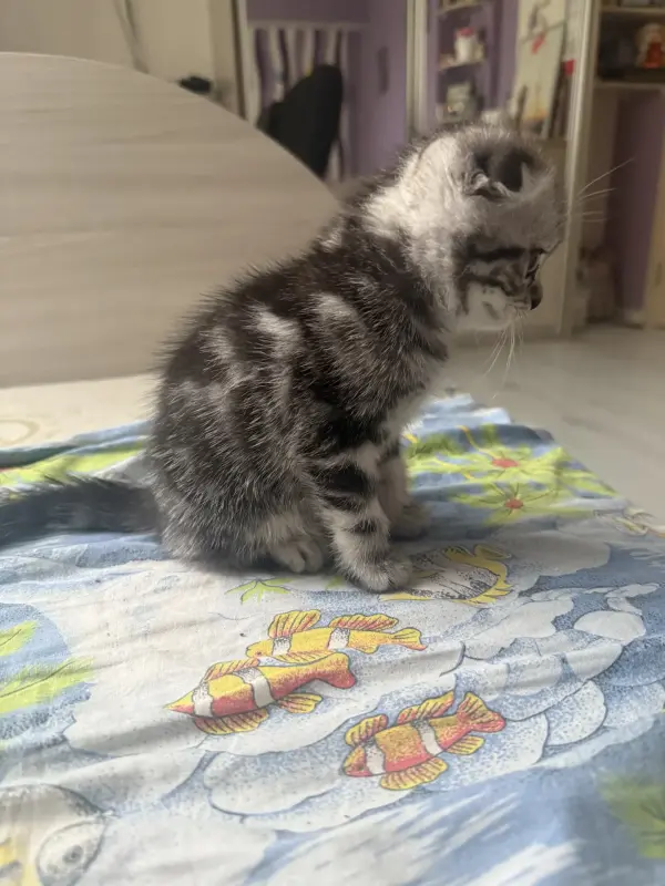 Шотландские котята