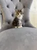 Котята Мейн-Кун
