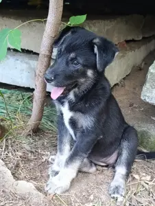 Щенок в дар