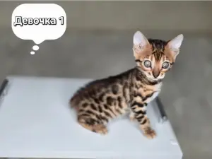 Котята
