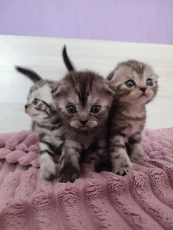 Шотландские котята