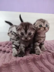 Шотландские котята