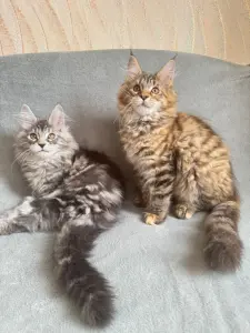 Котята Мейн-Кун