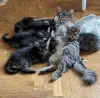 котята