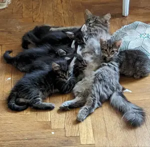 котята